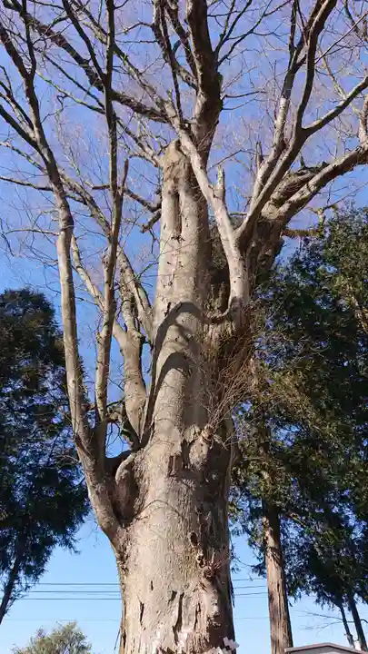 薬師寺八幡宮の自然