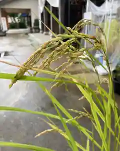 總社 和田八幡宮の自然(2022年09月09日(金) 12時38分02秒投稿)