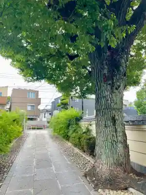 宗林寺(東京都)