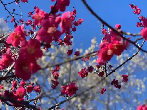 谷保天満宮の自然