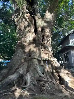 川津来宮神社(静岡県)