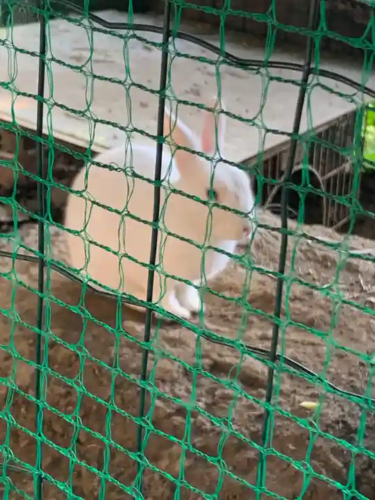 太子堂八幡神社の動物
