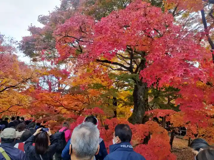東福禅寺(東福寺)の自然
