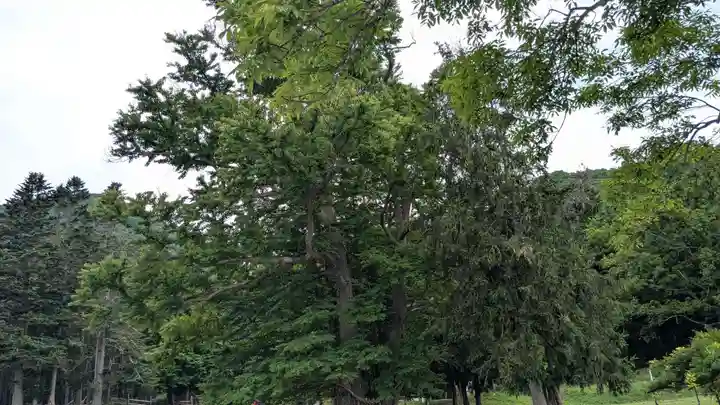神社(洞爺湖中の島)の自然