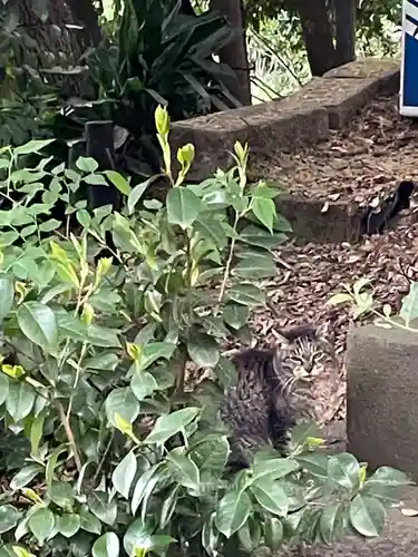 代々木八幡宮の動物