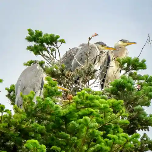 美幌神社(北海道)
