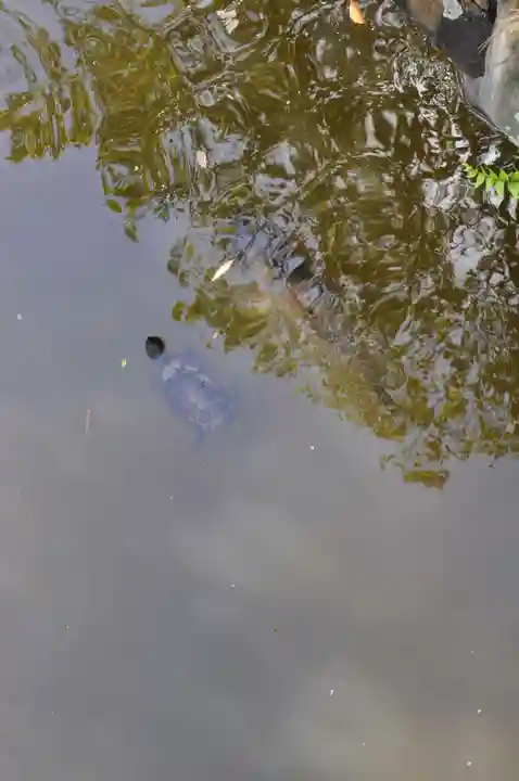 伊弉諾神宮の動物