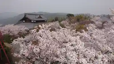 将軍塚青龍殿(青蓮院門跡)の自然