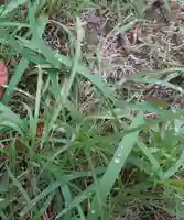 刺田比古神社の自然