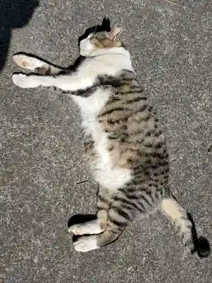 唐澤山神社(栃木県)