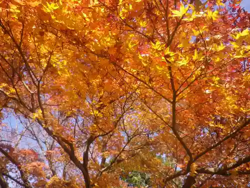 安國論寺（安国論寺）の自然