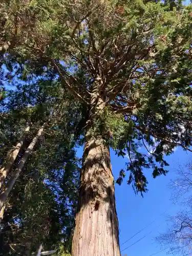神場山神社の自然