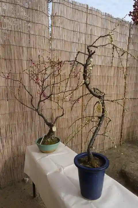 菅原天満宮(菅原神社)の自然