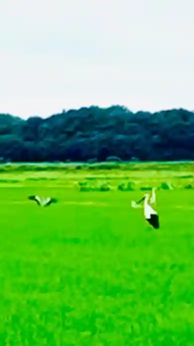 布施弁天 東海寺(千葉県)