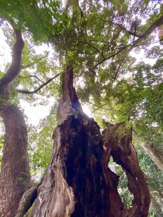 來宮神社の自然