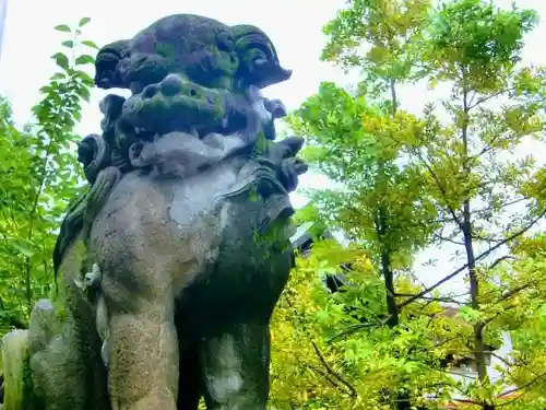 東神奈川熊野神社の狛犬