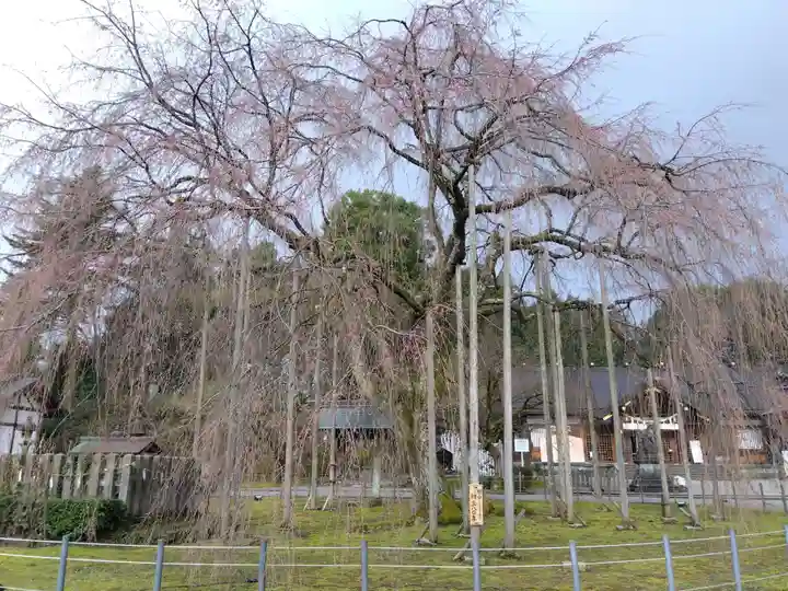 足羽神社の自然