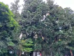 大宮温泉神社(栃木県)(2022年05月11日(水) 20時33分04秒投稿)