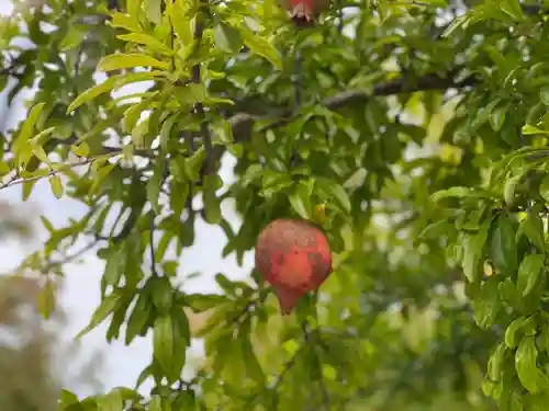 伊勢の国 四天王寺の自然
