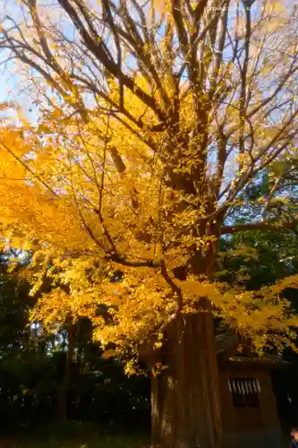 玉敷神社(埼玉県)
