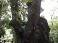 來宮神社の自然