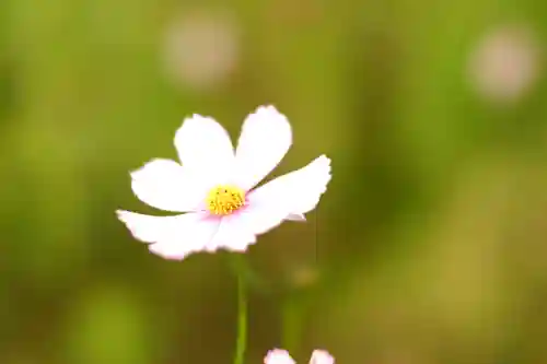 般若寺 ❁﻿コスモス寺❁(奈良県)