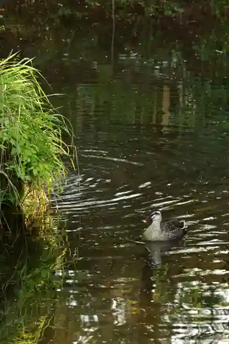 諏訪大社下社秋宮(長野県)