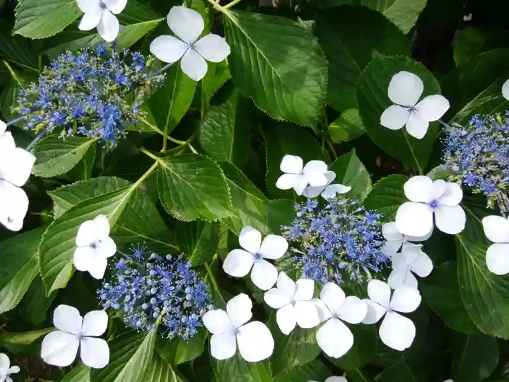 東京羽田 穴守稲荷神社の自然