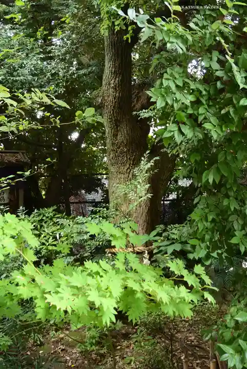 東京大神宮(東京都)