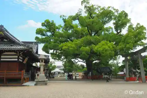 百舌鳥八幡宮の自然
