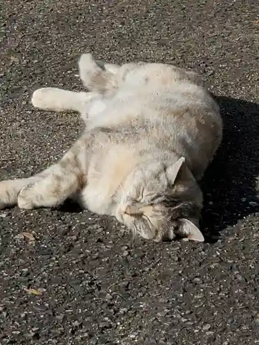 熊野神社の動物
