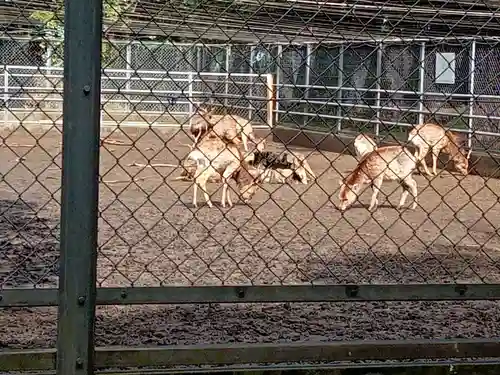 奥宮(鹿島神宮摂社)の動物