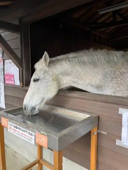 鹿児島神宮(鹿児島県)
