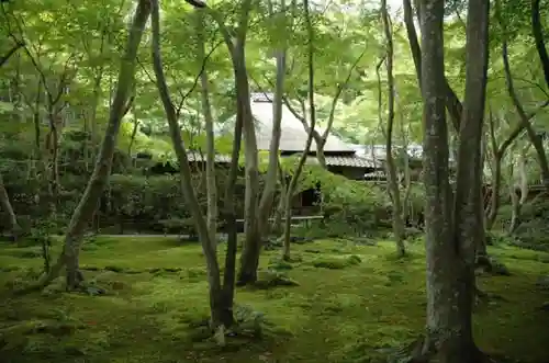 祇王寺の庭園