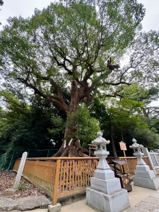 和泉國一之宮 大鳥大社(大阪府)