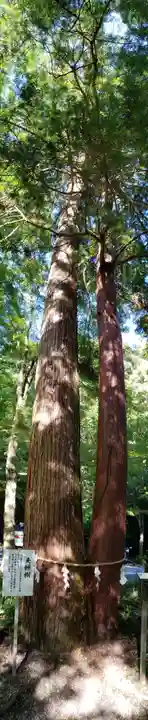 大矢田神社(岐阜県)
