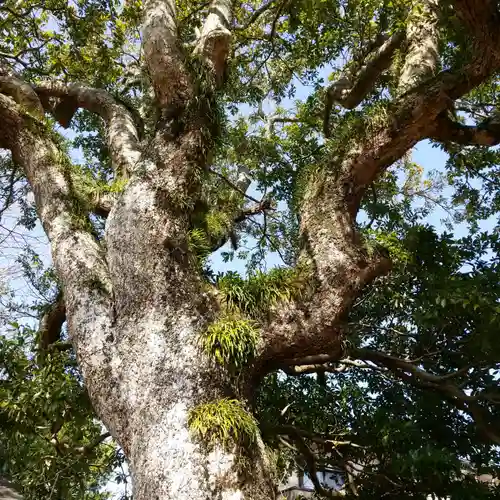 鎌足神社の自然