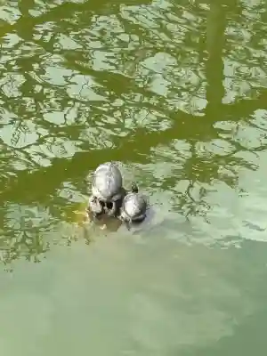 亀戸天神社の動物