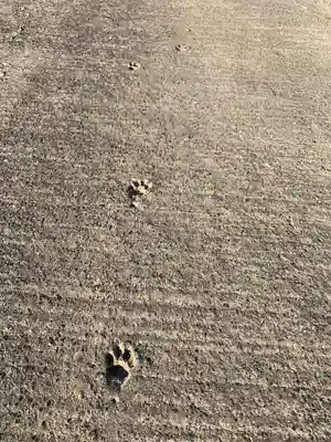 諏訪神社の動物