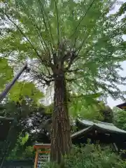 渋谷氷川神社の自然