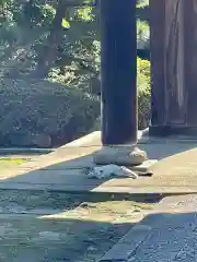 伊勢の国 四天王寺の動物