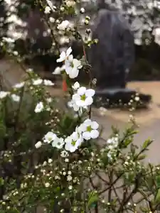 大生郷天満宮の自然(2020年03月01日(日) 16時21分50秒投稿)