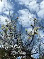 天伯山神社の{uncategorized: "未分類", other: "その他", undefined: "問題あり", building: "その他建物", grave: "お墓", sacred_gate: "鳥居", guardian: "狛犬", statue: "像", buddha: "仏像", history: "歴史", nature: "自然", garden: "庭園", animal: "動物", pagoda: "塔", temizu: "手水舎", mountain_gate: "山門・神門", sanctuary: "本殿・本堂", subordinate: "末社・摂社", art: "芸術", scenery: "景色", jizo: "地蔵", ema: "絵馬", goshuin: "御朱印", omikuji: "おみくじ", items: "授与品その他", amulet: "お守り", goshuincho: "御朱印帳", eats: "食事", festival: "お祭り", votive_dance: "神楽", shichigosan: "七五三参", wedding: "結婚式", experience: "体験その他", initially: "初詣", around: "周辺", anti_infection: "感染症対策"}