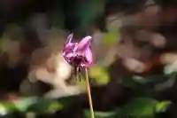 鹿島大神宮の自然