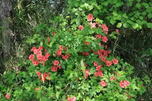 鹿島大神宮の自然