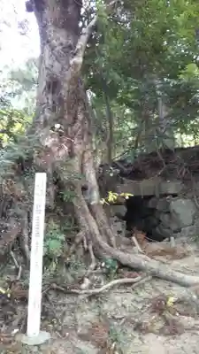 猪之谷神社の自然