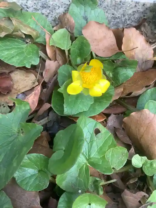 青海山 薬師寺の自然