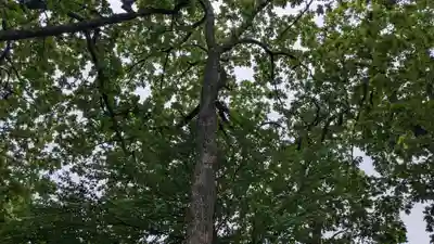 屈足神社の自然