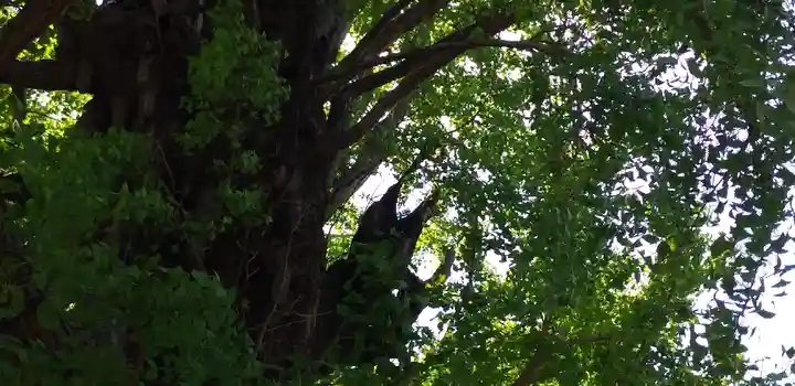 飛木稲荷神社の自然