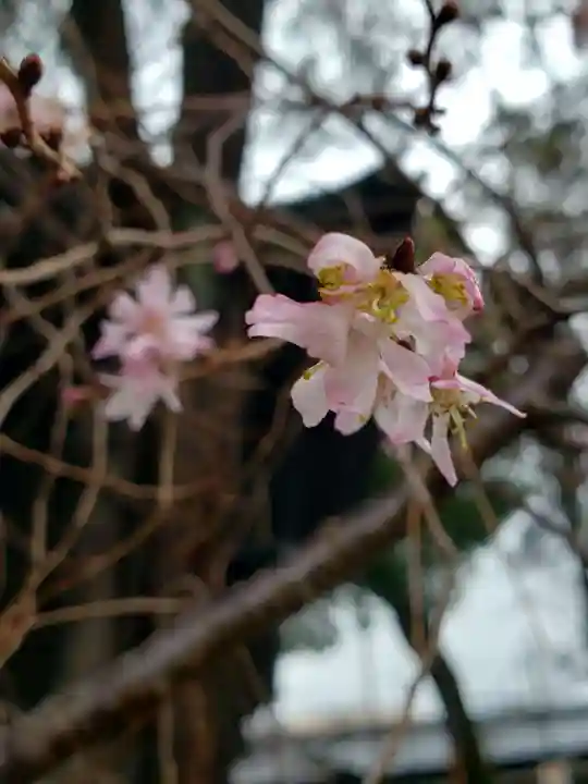 妙法寺(東京都)